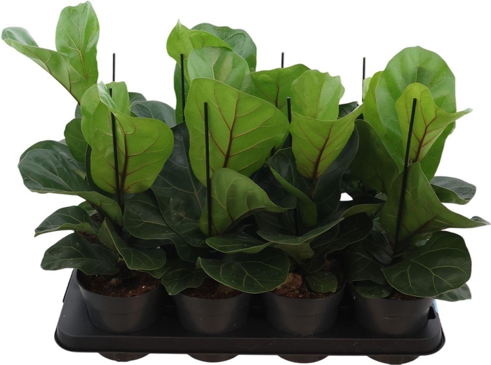 <h4>Ficus Lyrata Bambino</h4>