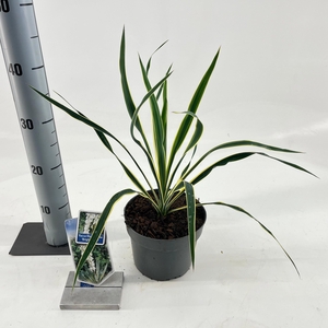 Yucca filamentosa 'Bright Edge'