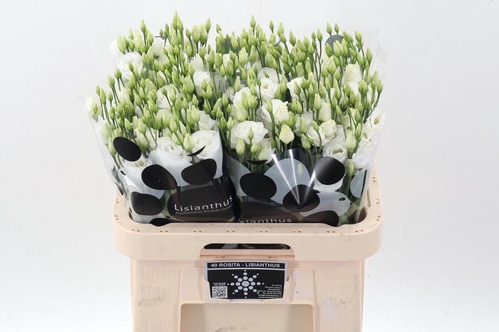 <h4>Eus G Rosi White</h4>