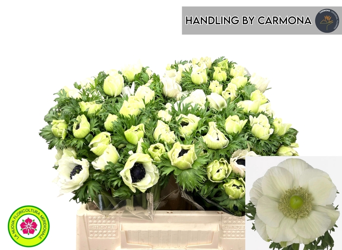 <h4>ANEM CO MIS + WHITE</h4>