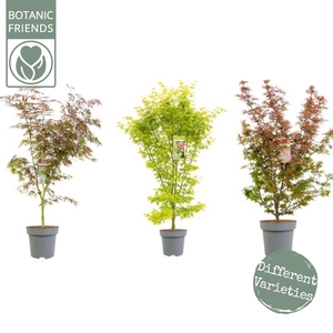 Acer palm. 'MIX'
