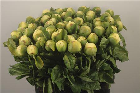 <h4>Paeo Lemon Chiffon Ex</h4>