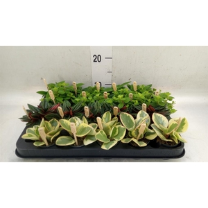 Peperomia   ...mix