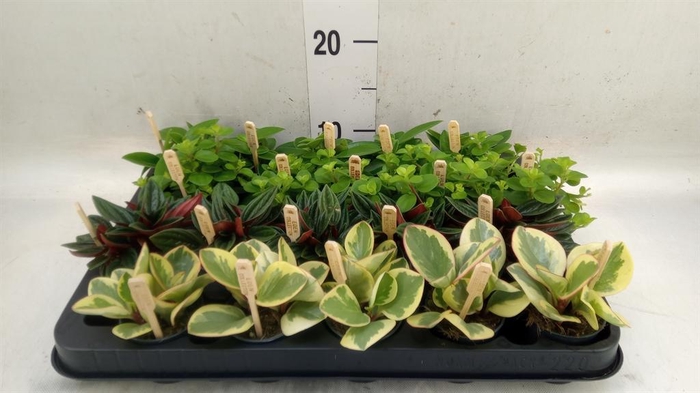 <h4>Peperomia   ...mix</h4>