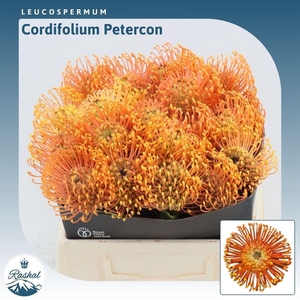 Leucospermum Peter Cone