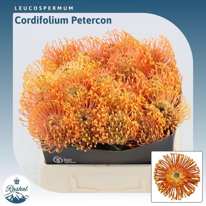 <h4>Leucospermum Peter Cone</h4>