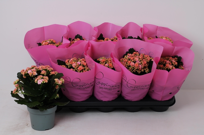 arr8 Kalan B Ge Perf Pink Peach