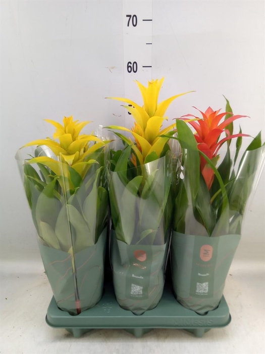 <h4>Bromelia   ...mix</h4>