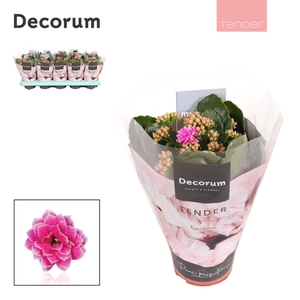 Kalanchoe Decorum TENDER - Serenity Purple White