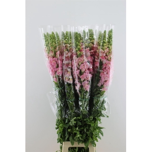 Antir. Rose Fr 110cm