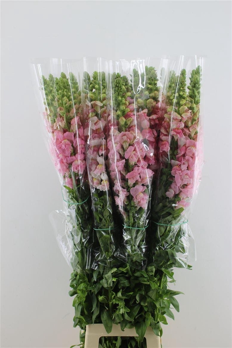 <h4>Antir. Rose Fr 110cm</h4>