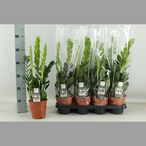 ZAMIO ZAMIIFOLIA
