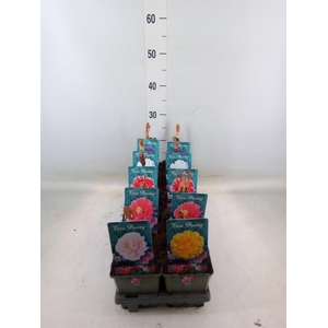 Paeonia suffruticosa   ...mix