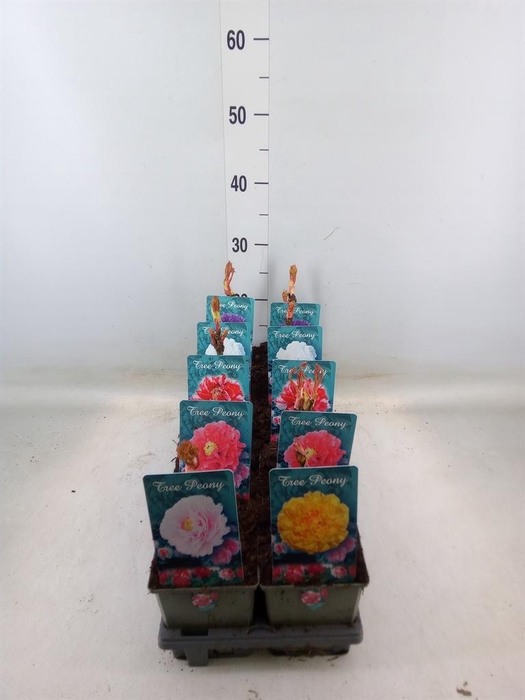 <h4>Paeonia suffruticosa   ...mix</h4>