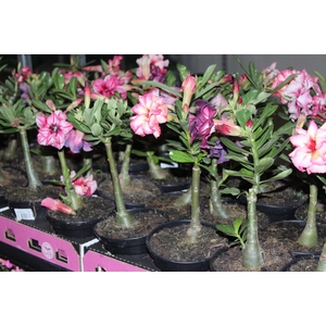 ROSA DO DESERTO DOBRADO P15