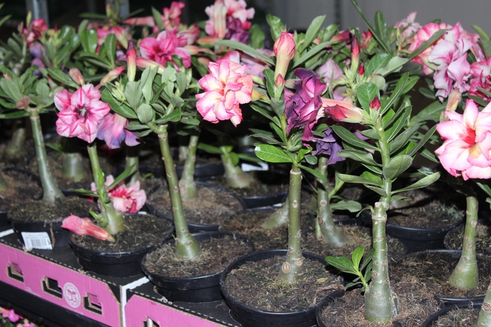 <h4>ROSA DO DESERTO DOBRADO P15</h4>