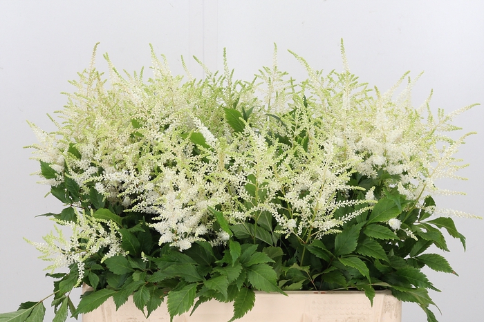 <h4>Astilbe Washingthon</h4>