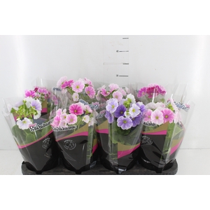PRIMULA P14