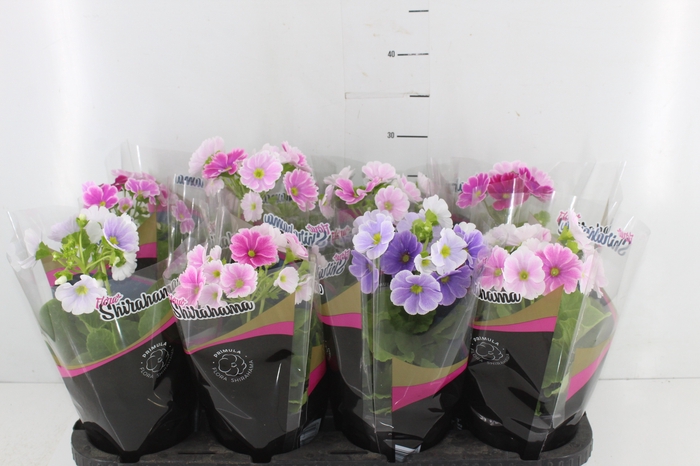 PRIMULA P14