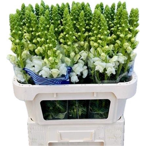 Antirrhinum Avignon White