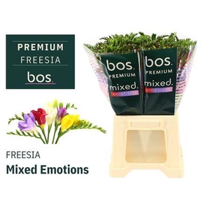 Fr En Gem 22gr [bos]