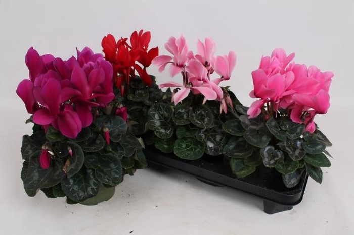 <h4>CYCL GR SUP MAMMOTH</h4>