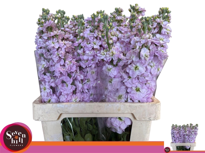 <h4>MATTH FIGARO L ROSE</h4>