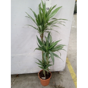 Dracaena fr de 'Warneckei'