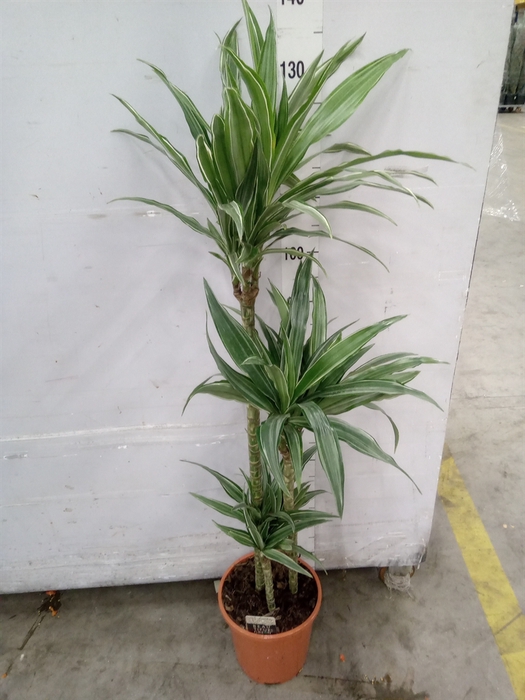 <h4>Dracaena fr de 'Warneckei'</h4>