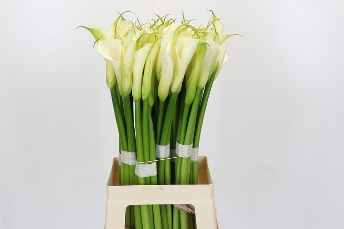 Zantedeschia Eydolls White