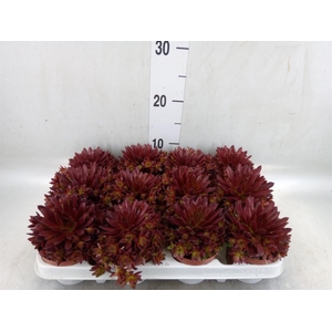 Sempervivum   ...