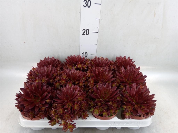 <h4>Sempervivum   ...</h4>