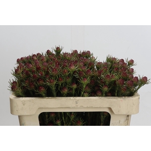 Kaaps Groen Jubilee Crown Spray