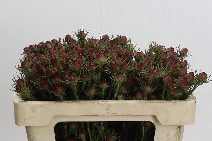 <h4>Cape Green Jubilee Crown</h4>