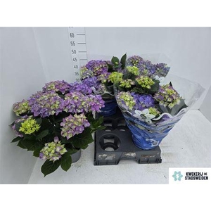 Hydr M Early Blue