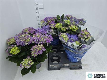 <h4>Hydr M Early Blue</h4>