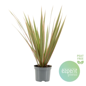 Dracaena marg. Bicolor