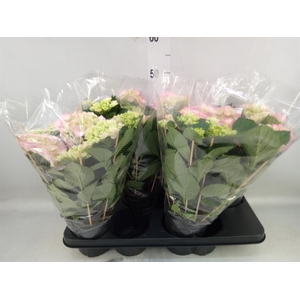 Hydrangea mac. 'Hovaria'