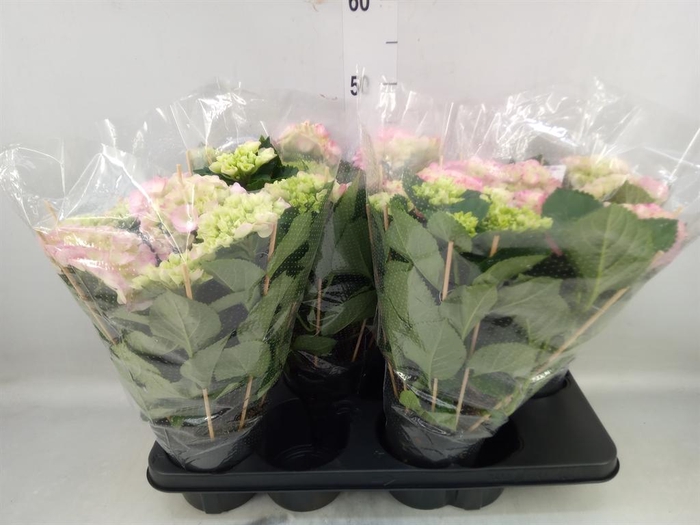 <h4>Hydrangea mac. 'Hovaria'</h4>