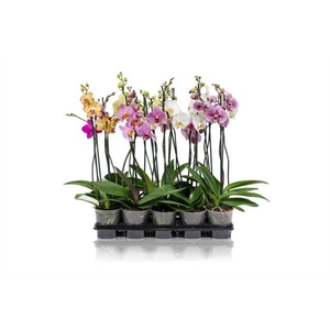 PHALAENOPSIS SHORTY 2 TAK 40CM