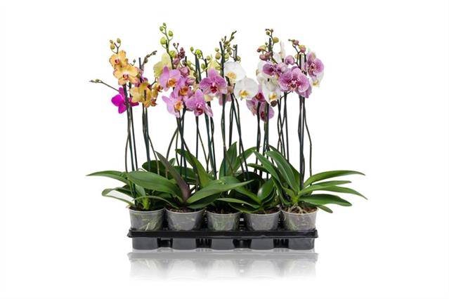 <h4>PHALAENOPSIS SHORTY 2 TAK 40CM</h4>