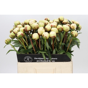 Paeonia Bowl Of Cream