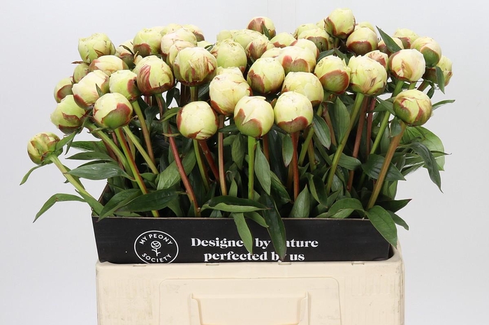 Paeonia Bowl Of Cream