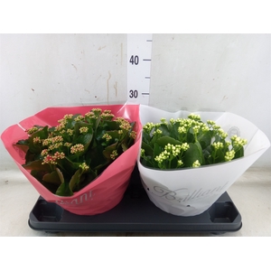 Kalanchoe blos.   ..rosebud mix  4