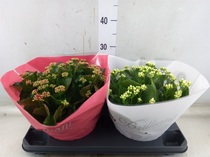 <h4>Kalanchoe blos.   ..rosebud mix  4</h4>