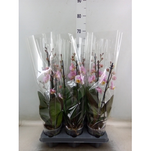 Phalaenopsis  'Corolla Beach'