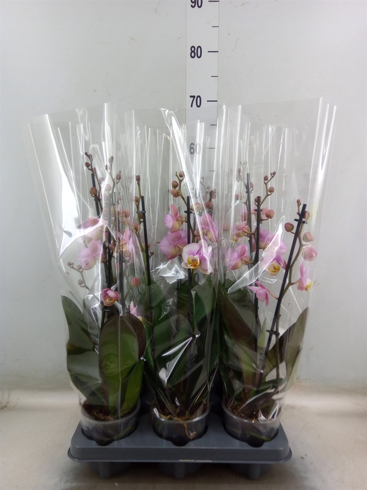 <h4>Phalaenopsis  'Corolla Beach'</h4>