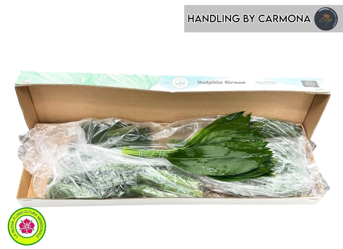 <h4>ASPID ELATIOR</h4>