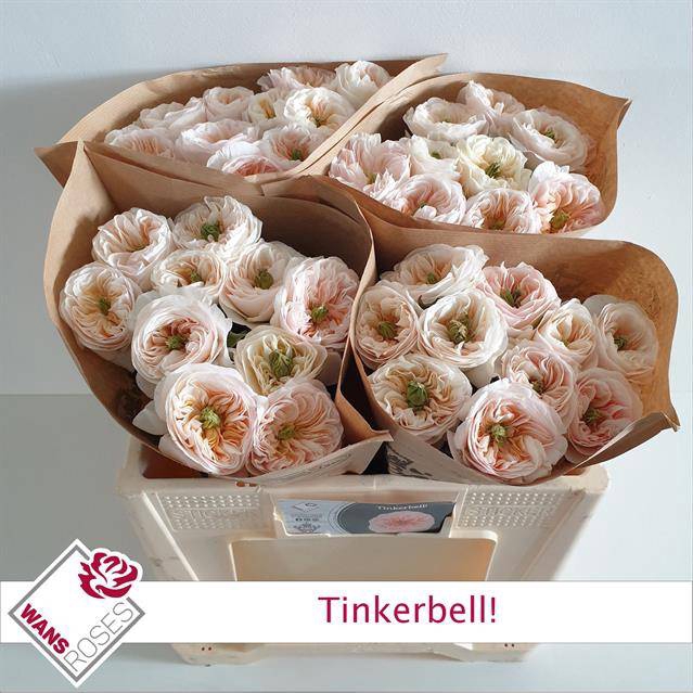 <h4>Rosa Garden Tinkerbell</h4>