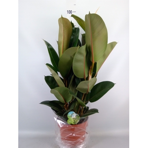 Ficus elastica 'Robusta'